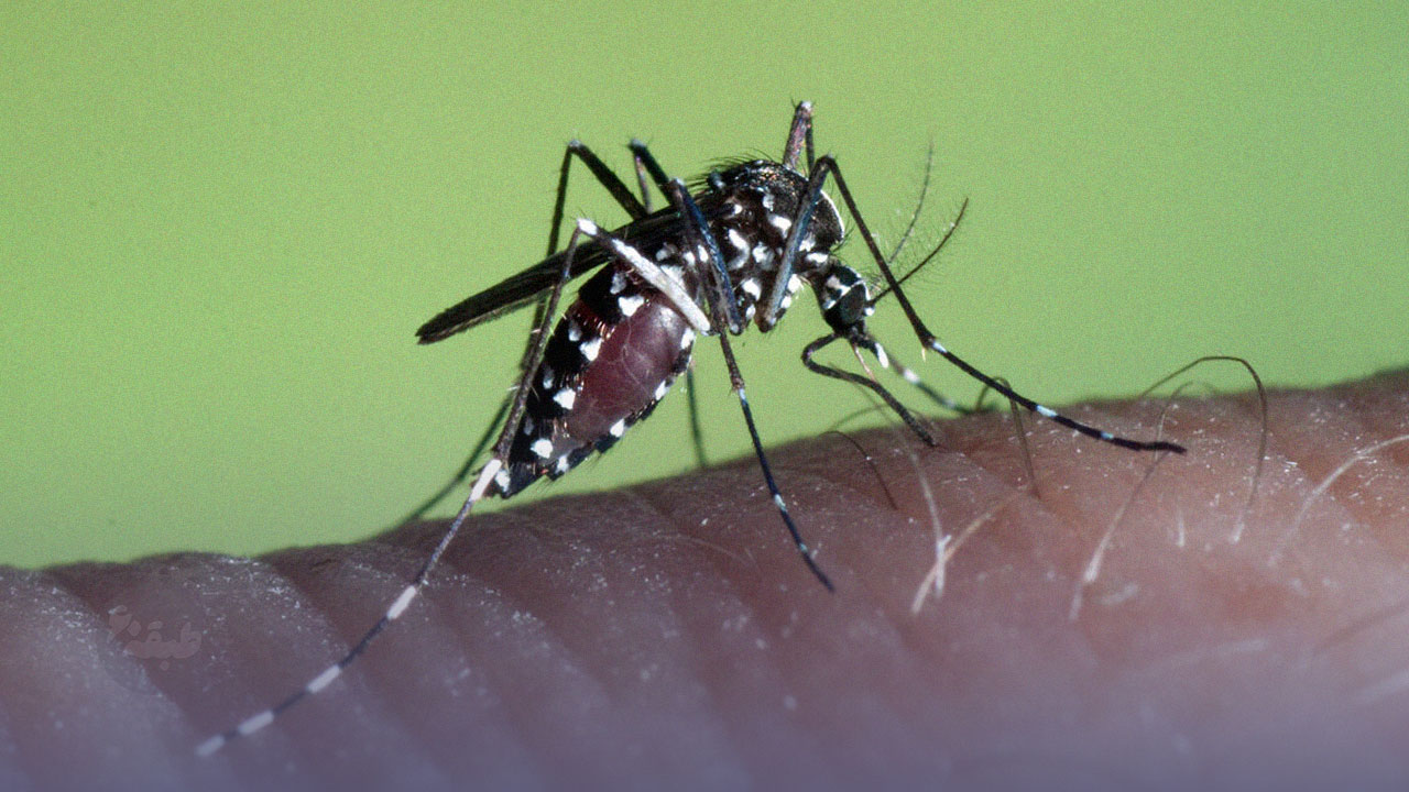 پشه آئدس تب دنگی